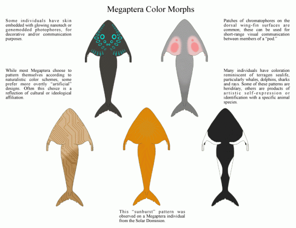 Megaptera color morphs