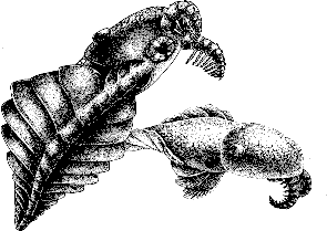 anomalocaris