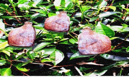 Deliplants