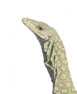 Familiar Perentie